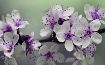 2024幼儿园小班三月份工作总结7篇