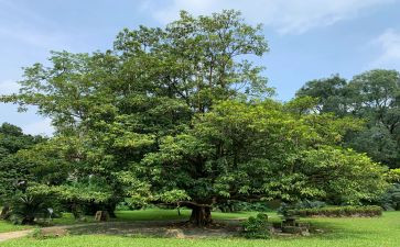 学校迎植树节活动方案策划5篇