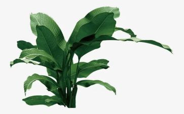 植树节主题班会教案5篇