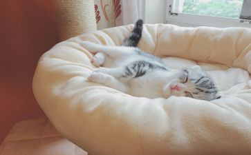 睡眠调查报告6篇