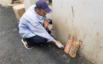 除四害工作计划6篇