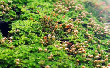 古诗苔的教案精选5篇
