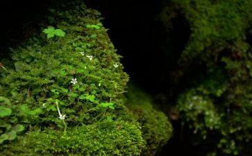 苔的读后感200字通用8篇