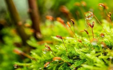 苔的读后感200字参考8篇