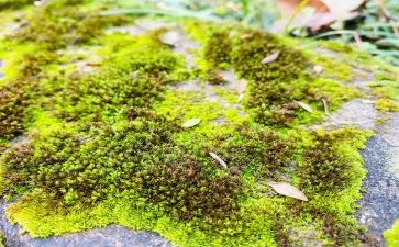 苔的读后感200字优秀8篇
