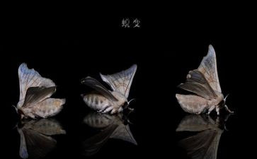 蜕变中成长作文通用8篇