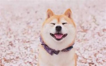 微笑的力量演讲稿6篇