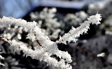 小学关于雪的演讲稿5篇