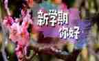 2024年大学生学期个人总结5篇