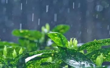 看了雨来电影的观后感8篇