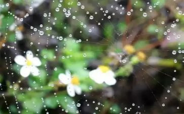 朱自清的《雨》读后感5篇