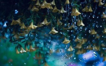 中班雨科学教案推荐6篇
