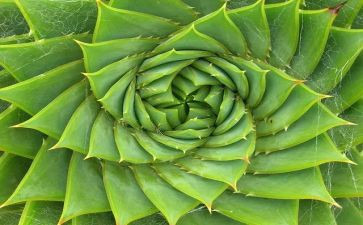 我的植物,作文模板7篇