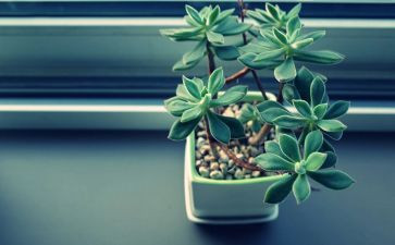 植物生长记作文7篇