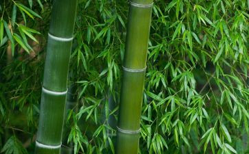 竹之子的读后感8篇